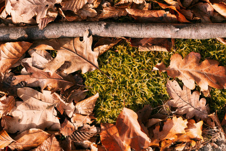 Beautiful green wild moss with a twig and fallen autumn leaves top view covers everything around...