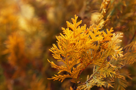A small branch of autumn cypress tree changing color with beautiful background blur. Beauty of autumn nature.の写真素材