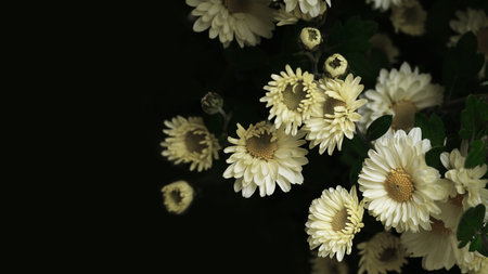 Chrysanthemums and dark background for creativity.の写真素材