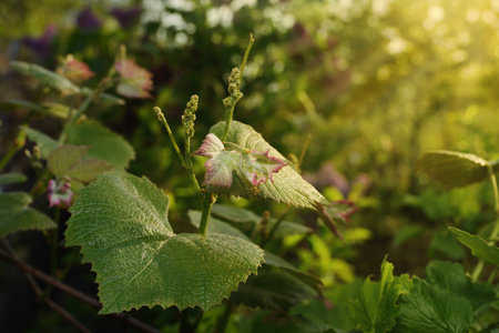 Young grapevine shoots with beautiful young leaves and flower shoots in the rays of the spring morning sun. The beginning of grapevine development.の写真素材