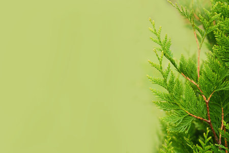 Green cypress branches on a green background. Space for text. Postcard. Invitation.の写真素材