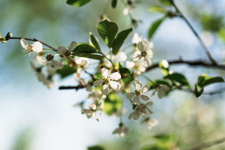 Closeup of a white cherry blossom. Spring background. Shallow depth of field, bokeh