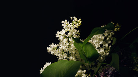 Spring white lilac flowers with soft spot light enveloping in darkness with black background.の写真素材