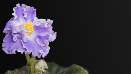 Floral background with purple violet flower.の写真素材