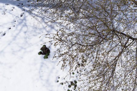 A look into the winter garden from the window.の写真素材