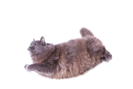 Funny flying cat on white backgroundの写真素材