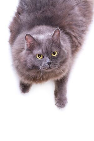 Up shot of grey cat on white backgroundの写真素材