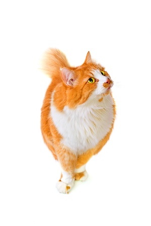 Front shot of orange and white cat looks up with interestの写真素材