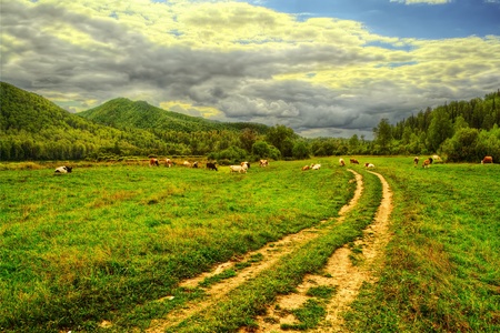 Track dirt road through meadow to the mountain with cows  Russia, Altay Republic, Turochak village 