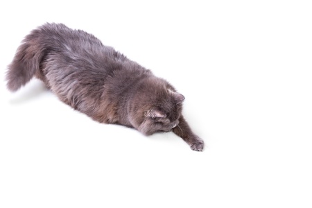 Funny Playing cat in action on white backgroundの写真素材