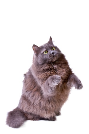 Grey cat interestedly raises up on white backgroundの写真素材