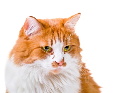 Portrait of beautiful fluffy orange and white catの写真素材