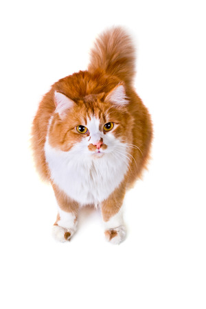 Up shot of orange and white cat on white backgroundの写真素材