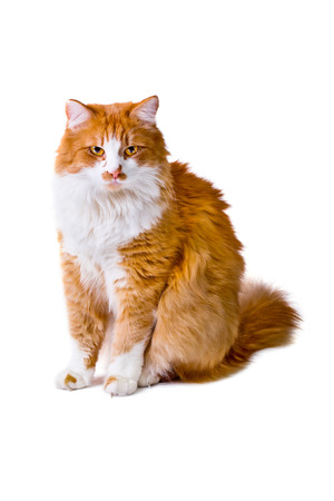 Orange and white cat looks with interestの写真素材