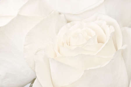 Macro shot of white bright beautiful rosesの写真素材