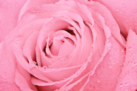 Macro shot of pink bright beautiful roseの写真素材