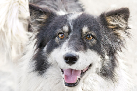 Black and white happy dog on the streetの写真素材