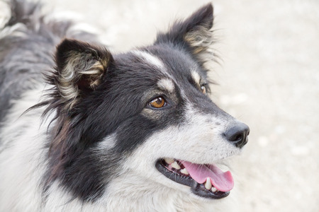 Black and white happy dog on the streetの写真素材