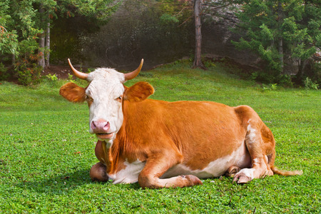Brown bull lays on the meadow and looks to cameraの写真素材