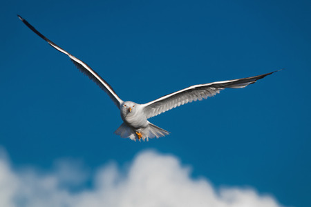 Hunting seagull with large wingspread flies in the blue sky and looks in cameraの写真素材