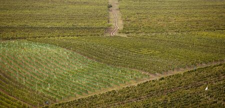 Grapes in a wine yard of South Moravia, Czech Republicの写真素材