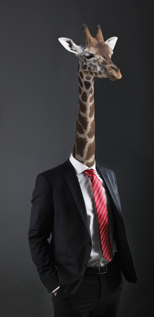 Business concept with businessman with head of Giraffeの写真素材
