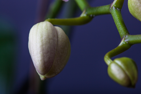 Close up of orchid flower, studio shotの写真素材