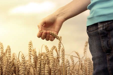 Hand in wheat field during sunset