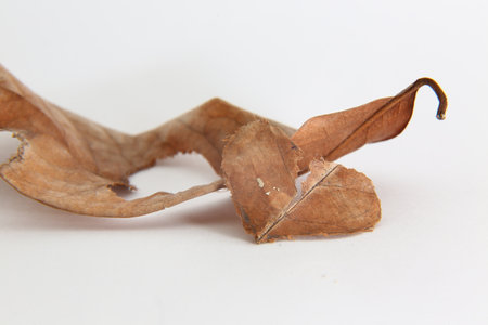 Torn dry leaves on a white background.