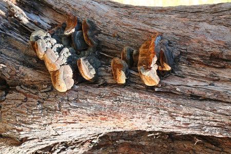Selective focus on tree fungus mushroom.