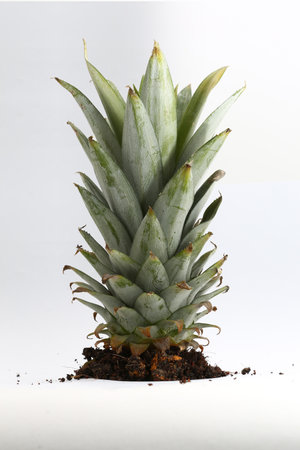 Selected focus on pineapple crests grown with a white background.の写真素材
