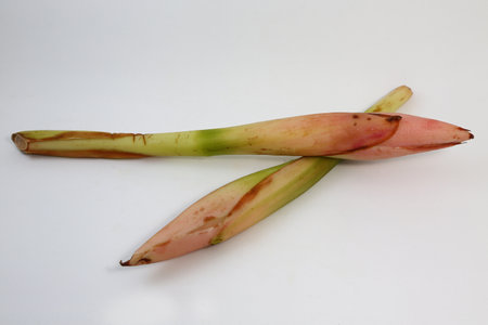Selective focus on Etlingera elatior or "kantan flower" with white backgroundの写真素材