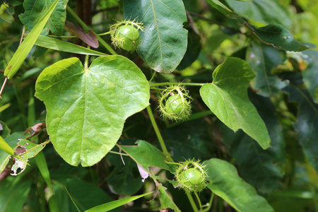 Close-up of vibrant green passiflora foetida fruit among lush foliage.の写真素材
