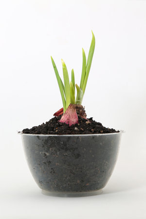Onion sprouts are planted in a transparent container.の写真素材