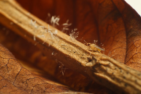 Decomposing wood with a small insect and a colony of fungi.