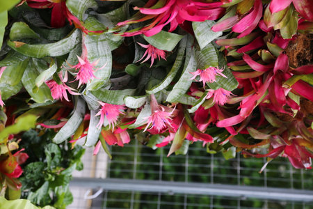 Ornamental plants in the garden.