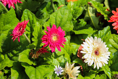 gerbera flowers in the garden, colorful gerbera flowersの写真素材
