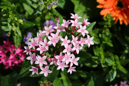 pink and white flowers in the garden on a sunny summer dayの写真素材