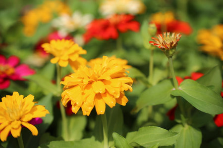 Zinnia flowers blooming in the garden with natural background.の写真素材