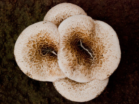 Mushroomの写真素材