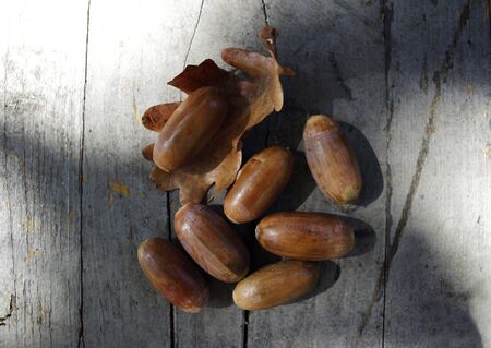 Acorns and dry leaf on wooden board