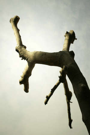 Beautiful photo of a bare branch againsts the sky lightの写真素材