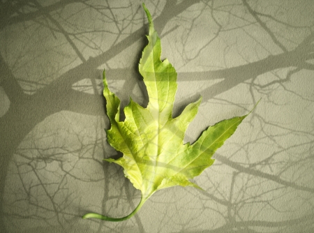 One green leaf isolated on light brown background and branches shadows reflection on itの写真素材