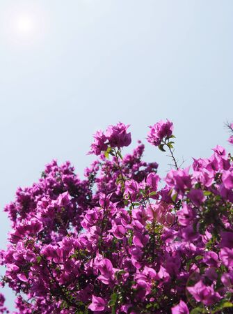 Detail of a beautiful purple azalea plant in a blue light backgroundの写真素材
