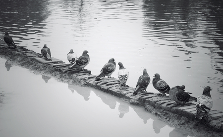 Artistic picture of many pigeons are resting on the edge of a wall between the water and the puddle...