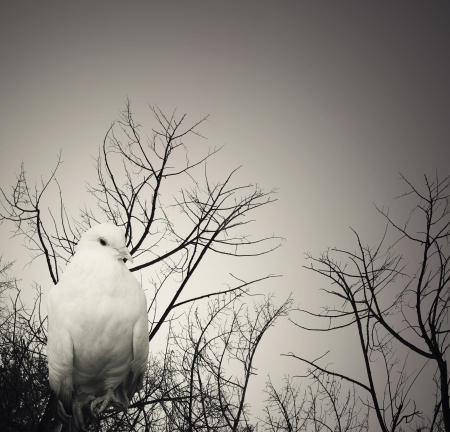 Beautiful poetical imagine of a white dove on a branch with branches and sky on the background in burnt colorsの写真素材