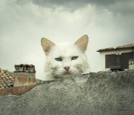 Beautiful portrait of a white cat on the roofの写真素材