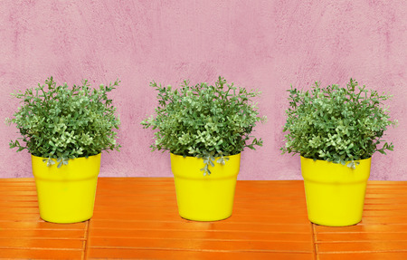 Colorful image of three plants in  yellow vases on orange wooden tableの写真素材