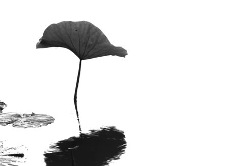 Lotus at pondの写真素材