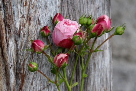 Pink roses on old wooden background.の写真素材